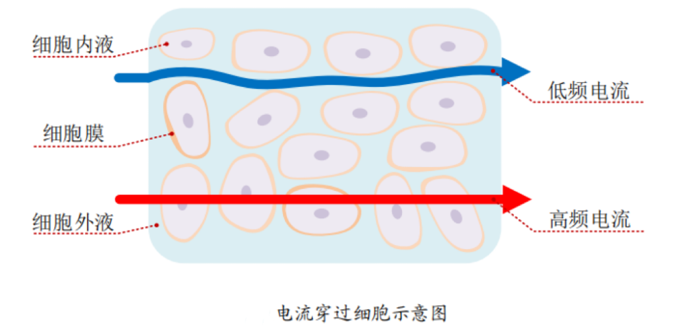 体脂的？数据准确吗？一起来了解瓦力娱乐棋牌体脂秤是怎么测出(图5)